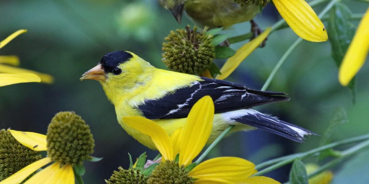 Asheville Parks Rules, Guidelines & Responsibilities