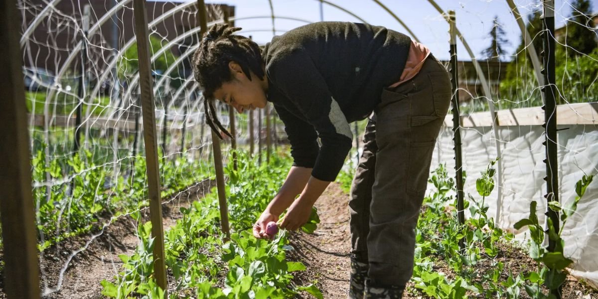 Park Community Garden Asheville Growing Together for a Greener Future
