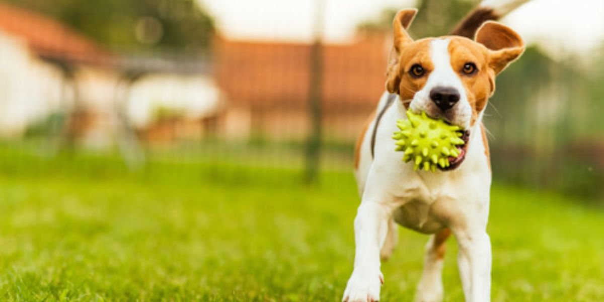 Pet Etiquette in Asheville Parks Simple Rules for a Safe Visit