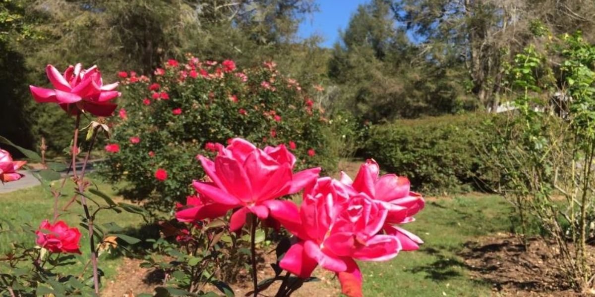 Rebuilding Roots Reviving Griffing Boulevard Rose Garden and Sunset Park in Asheville