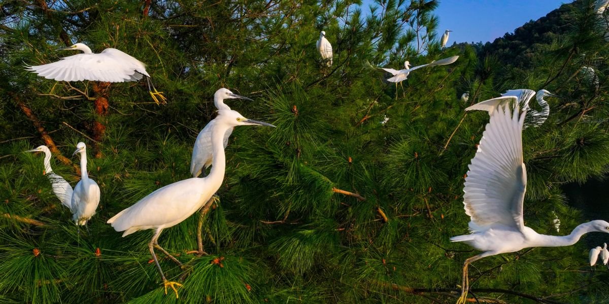 Biodiversity Boost Protecting Local Birds in Asheville Parks