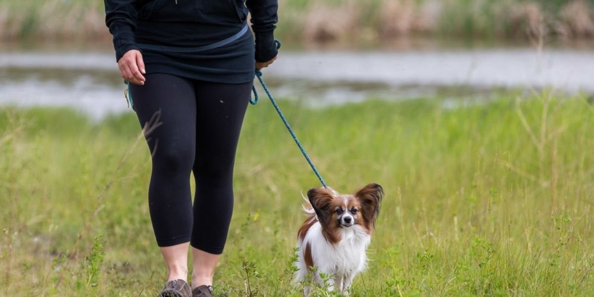 Dog Policy Explained Boundaries, Leash Rules, and Cleanup