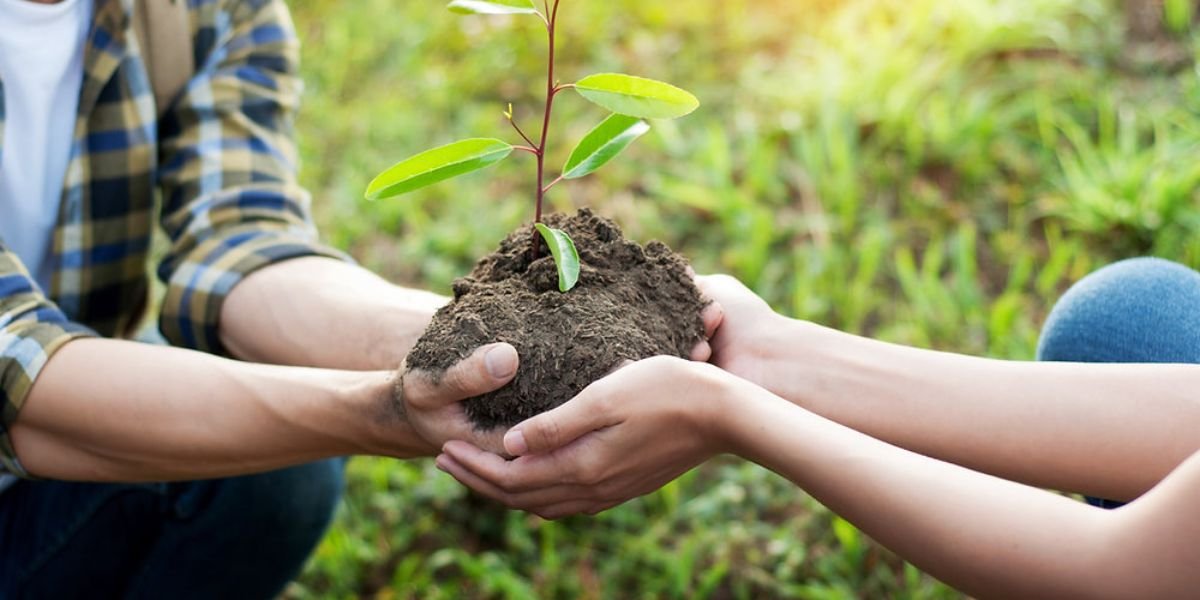 Inside the New Tree-Planting Program What’s Being Planted Where